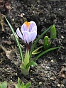 Fruehling 2009   075